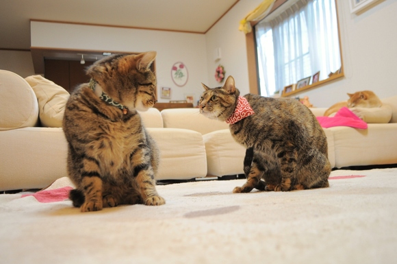 あたし、ねこ (つつじ編)_a0126590_2240082.jpg