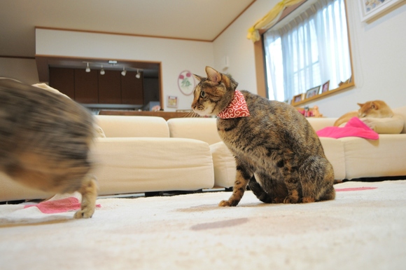 あたし、ねこ (つつじ編)_a0126590_22401745.jpg