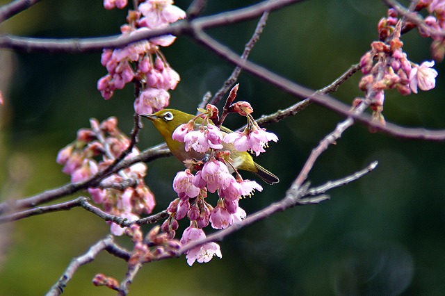 メジロ小彼岸桜_b0163792_05513539.jpg