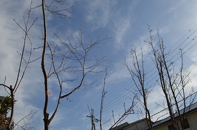 2014年 冬~春の手入れ 2_a0233896_2323924.jpg