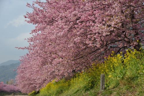 ワンと河津桜、今年も！（お花見2014、その１）_a0218499_06326.jpg