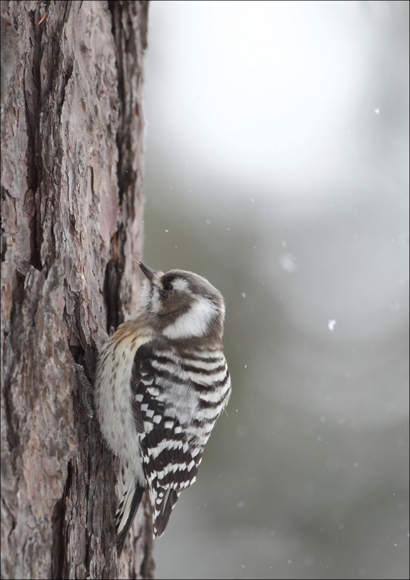 小雪の降る中で・・・・・。_c0295707_1714098.jpg