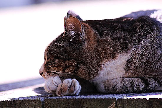 カワヅサクラとカンザキアヤメ。ときどき猫_e0255509_20403641.jpg