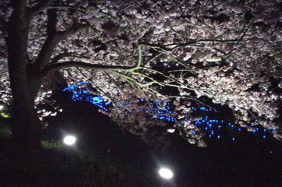 河津桜をみてきたよ_e0234016_1702063.jpg