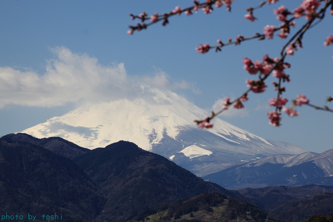 20140306_松田桜祭り_c0120217_15552417.jpg