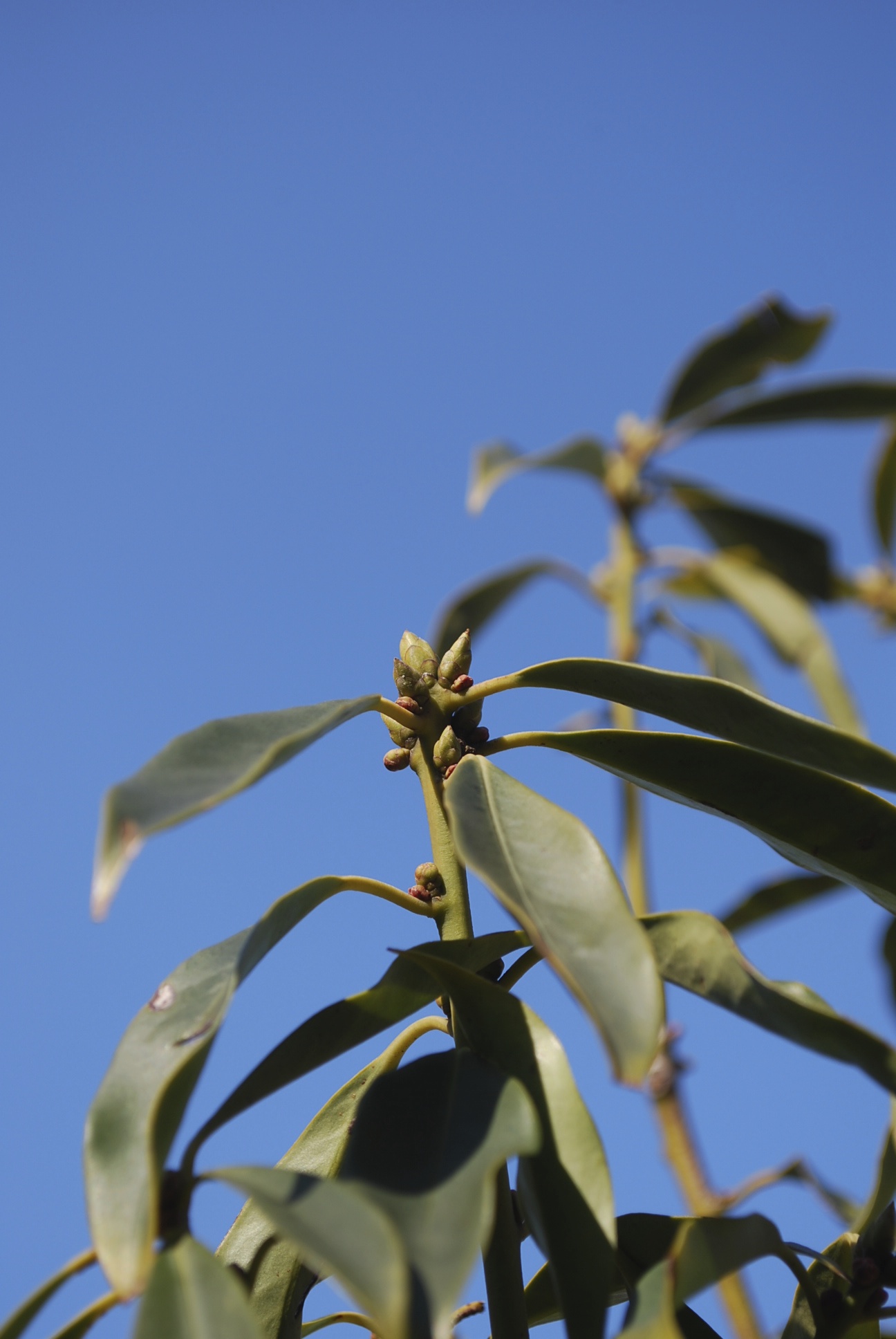 イリシウム ヘンリー 小さな庭