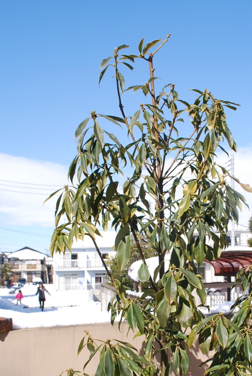 イリシウム ヘンリー 小さな庭