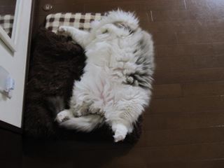 c0053625_2148278.jpg