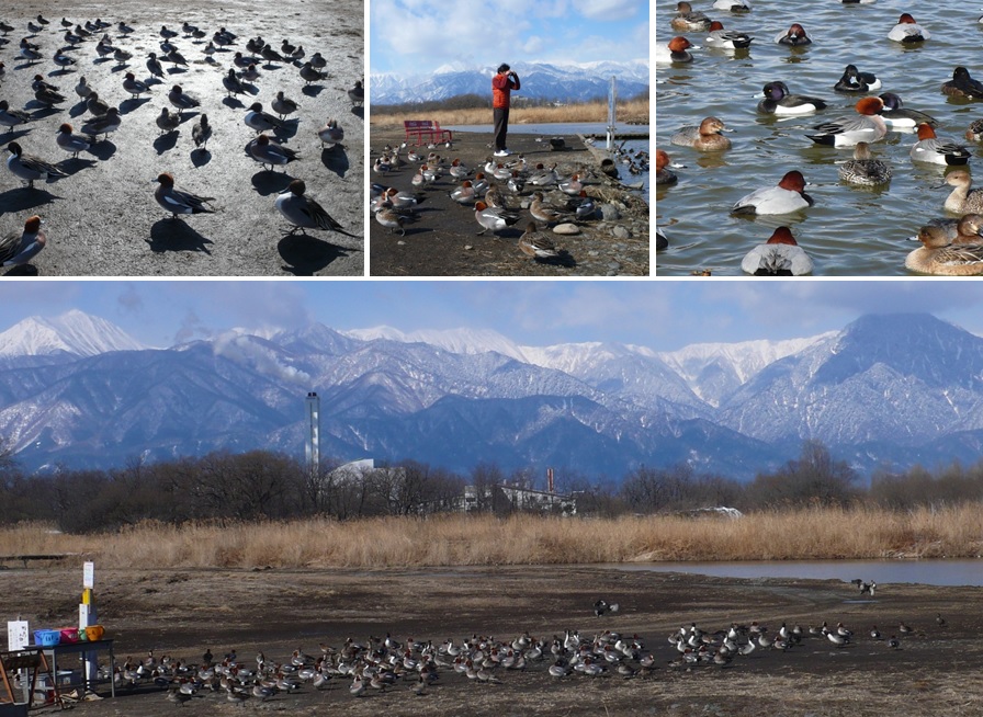 犀川遊水池のカモたち_a0212730_2034143.jpg