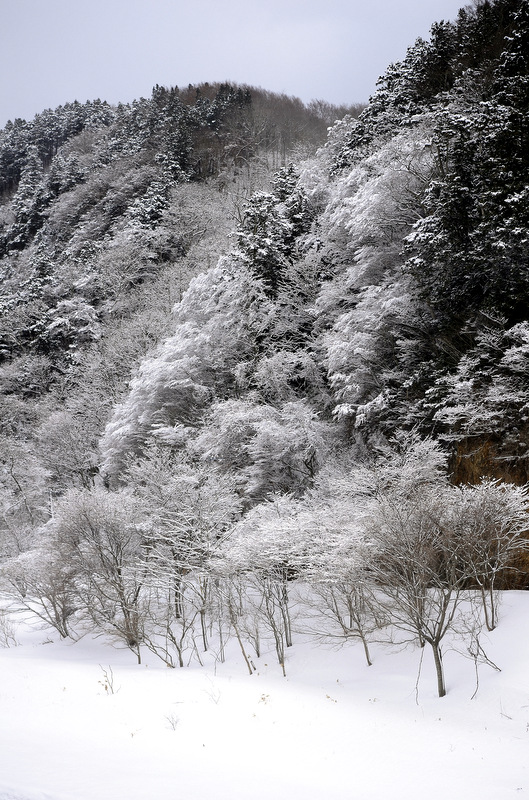 雪をまとって_c0286530_21405094.jpg