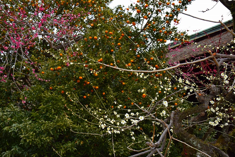 e0237645_2383521.jpg