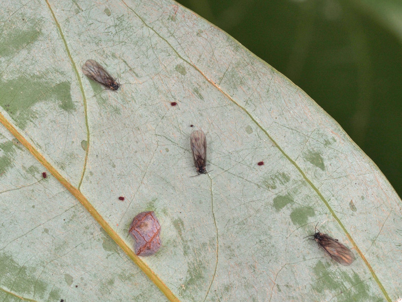 アブラムシの生物学 | 石川 統 |本 | 通販 | Amazon