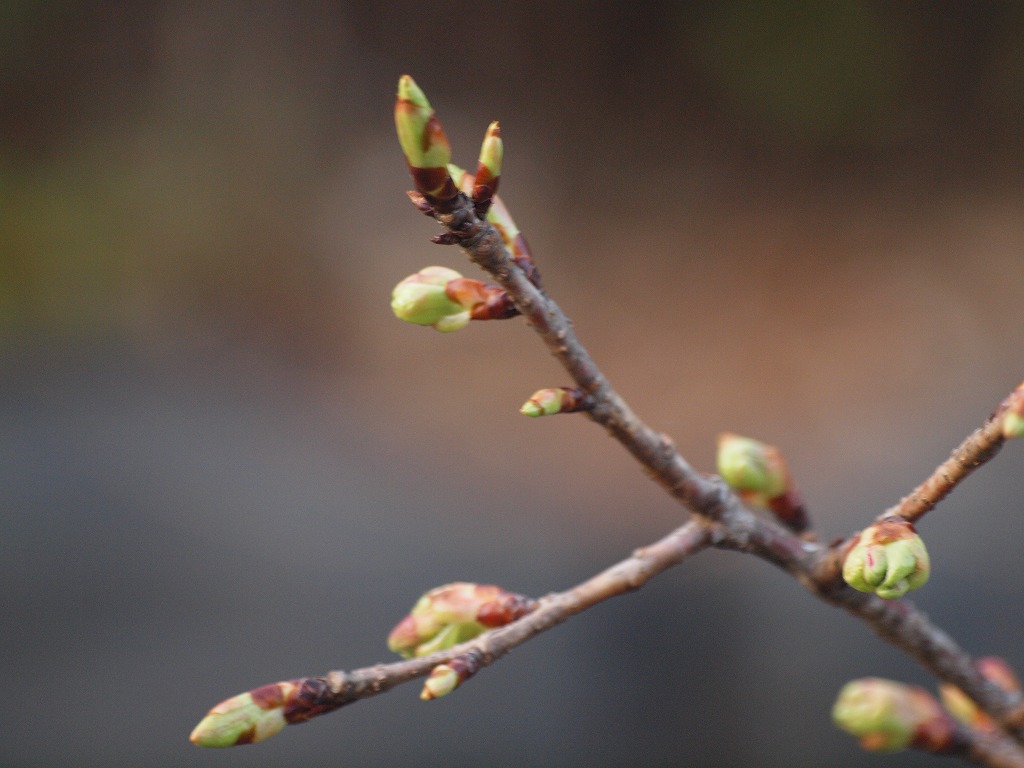 河津桜はまだ蕾 自然風の自然風だより 河津桜はまだ蕾 自然風の自然風だより