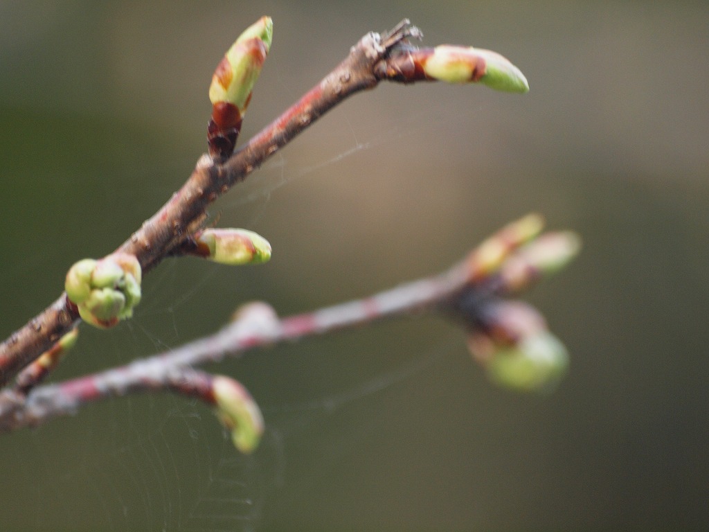 河津桜はまだ蕾 自然風の自然風だより 河津桜はまだ蕾 自然風の自然風だより