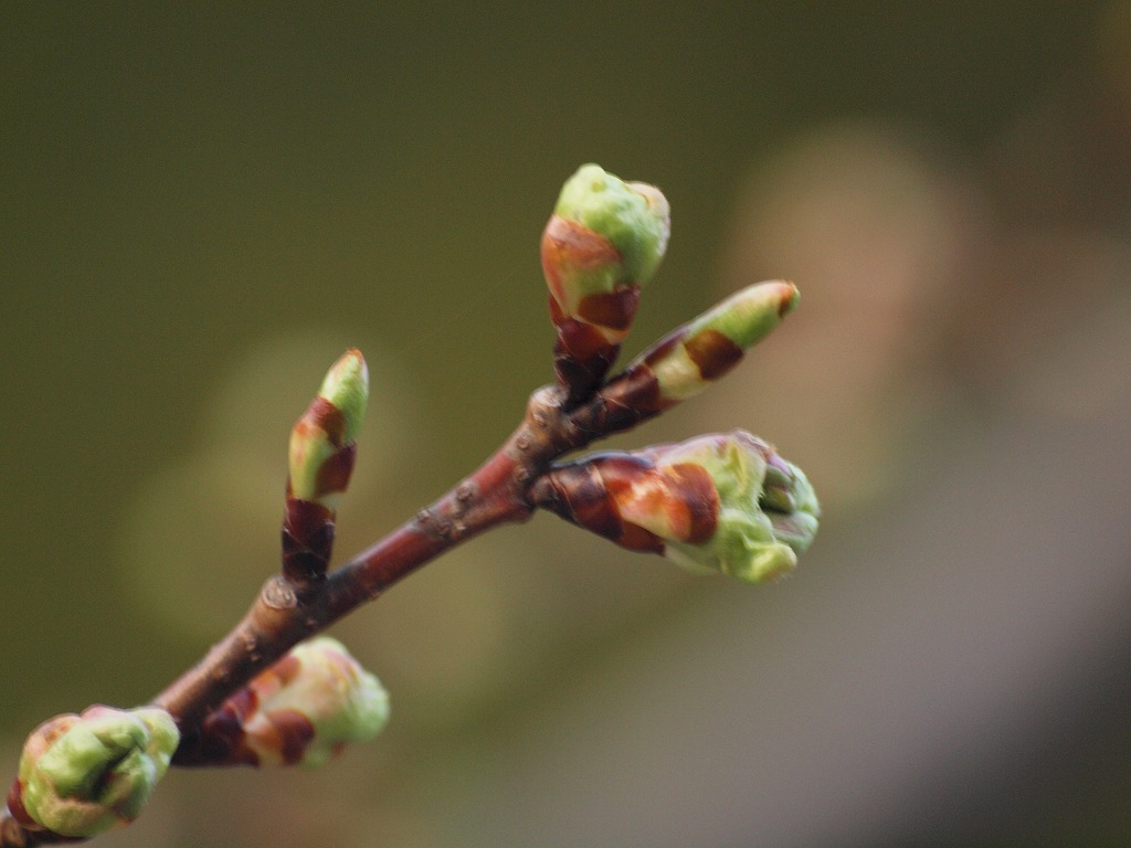 河津桜はまだ蕾 自然風の自然風だより 河津桜はまだ蕾 自然風の自然風だより
