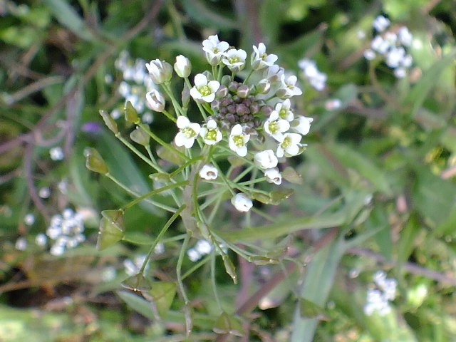 e0145782_17291894.jpg