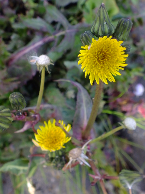 e0145782_1730342.jpg