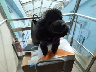 2014年3月6日 ぐるぐるのち、桜家_b0098584_2159271.jpg