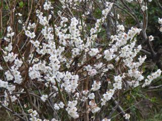 2014年3月6日 ぐるぐるのち、桜家_b0098584_2212929.jpg