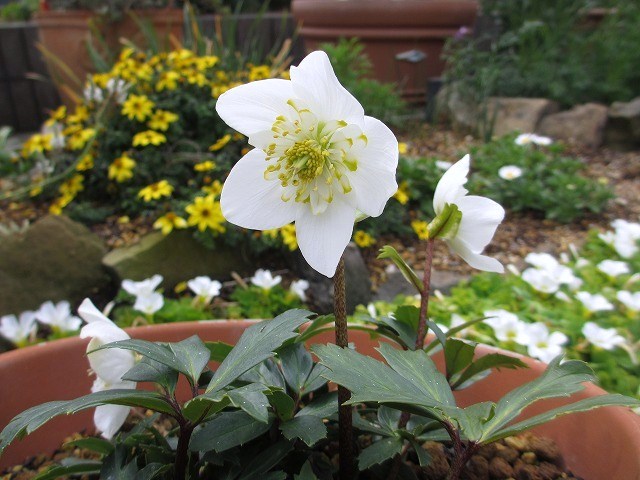 クリスマスローズ ダブルファンタジー 鉢植え の んびり