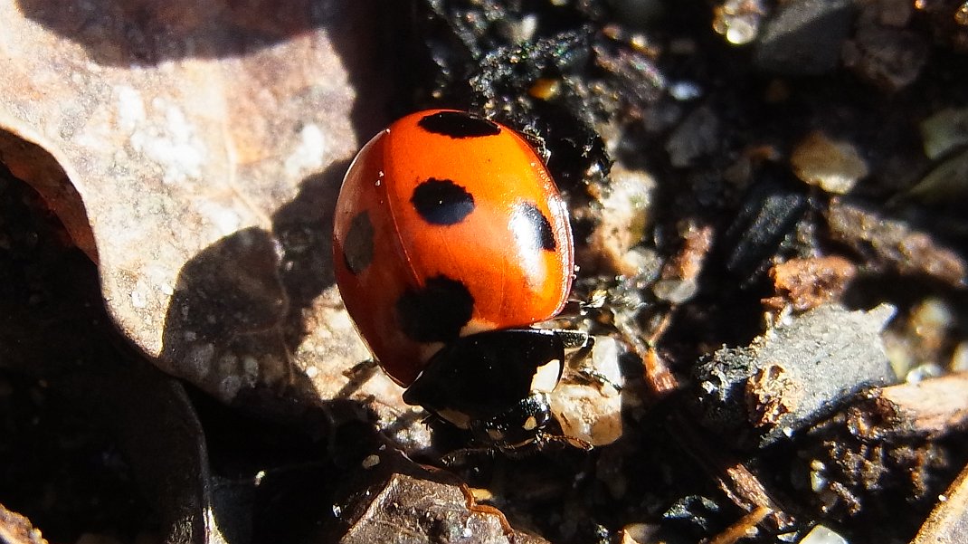 a0152692_1739678.jpg