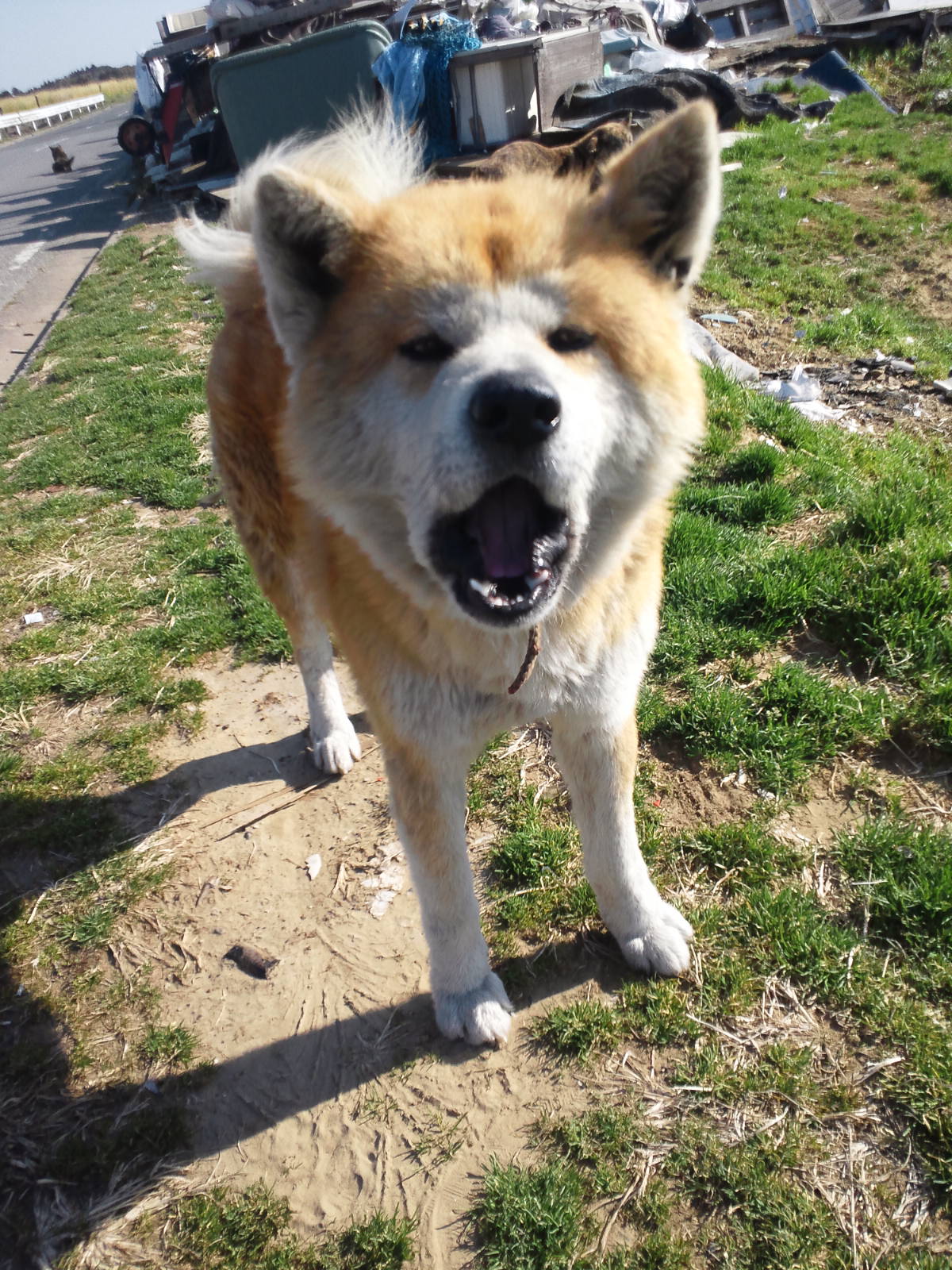 多頭現場で暮らす犬たち -②_f0242002_20212674.jpg