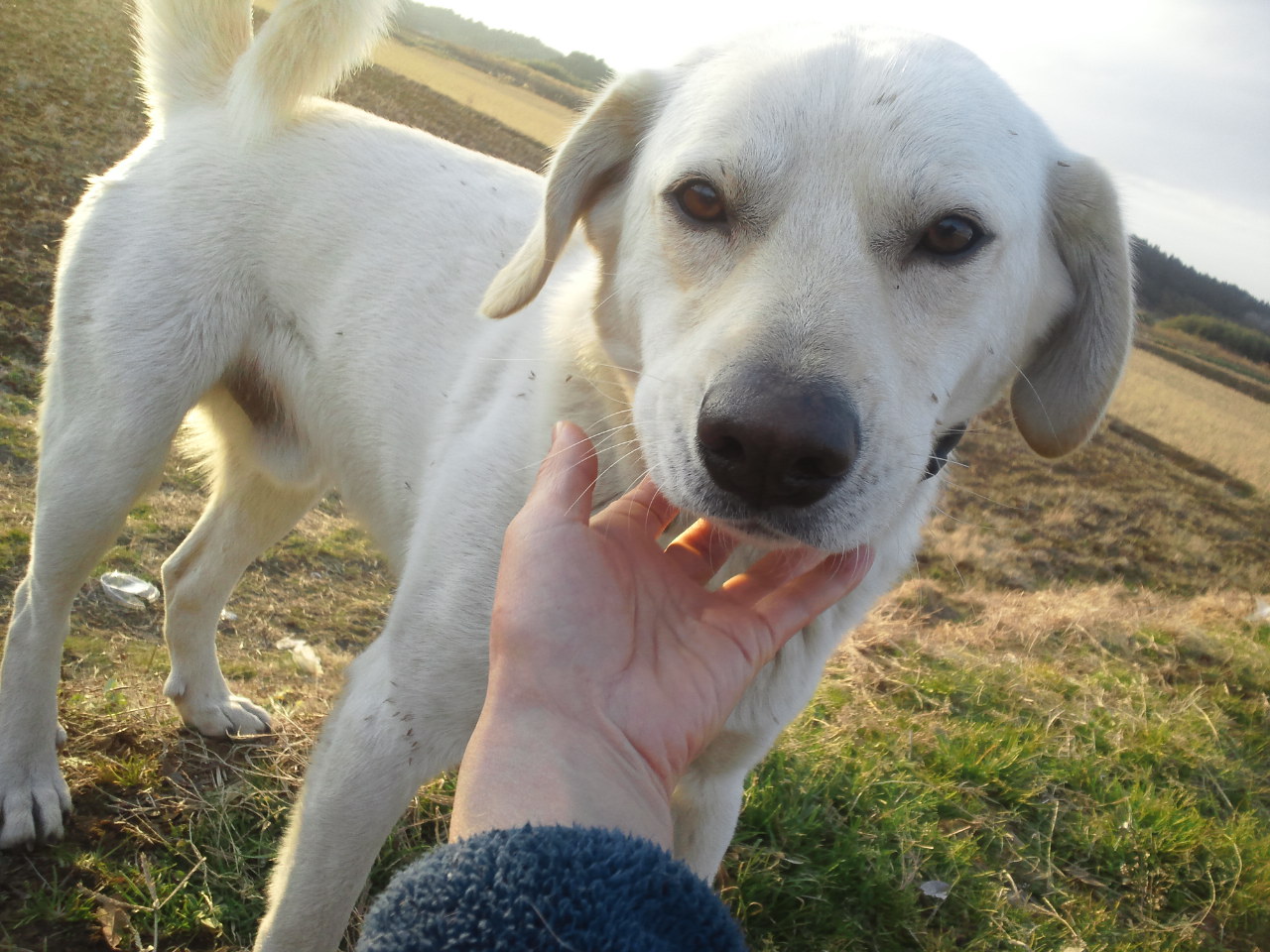 多頭現場で暮らす犬たち -②_f0242002_20214016.jpg