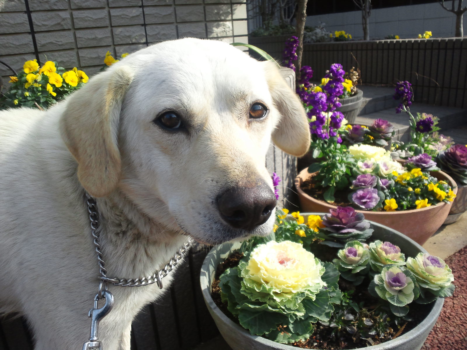 多頭現場で暮らす犬たち -②_f0242002_20214864.jpg