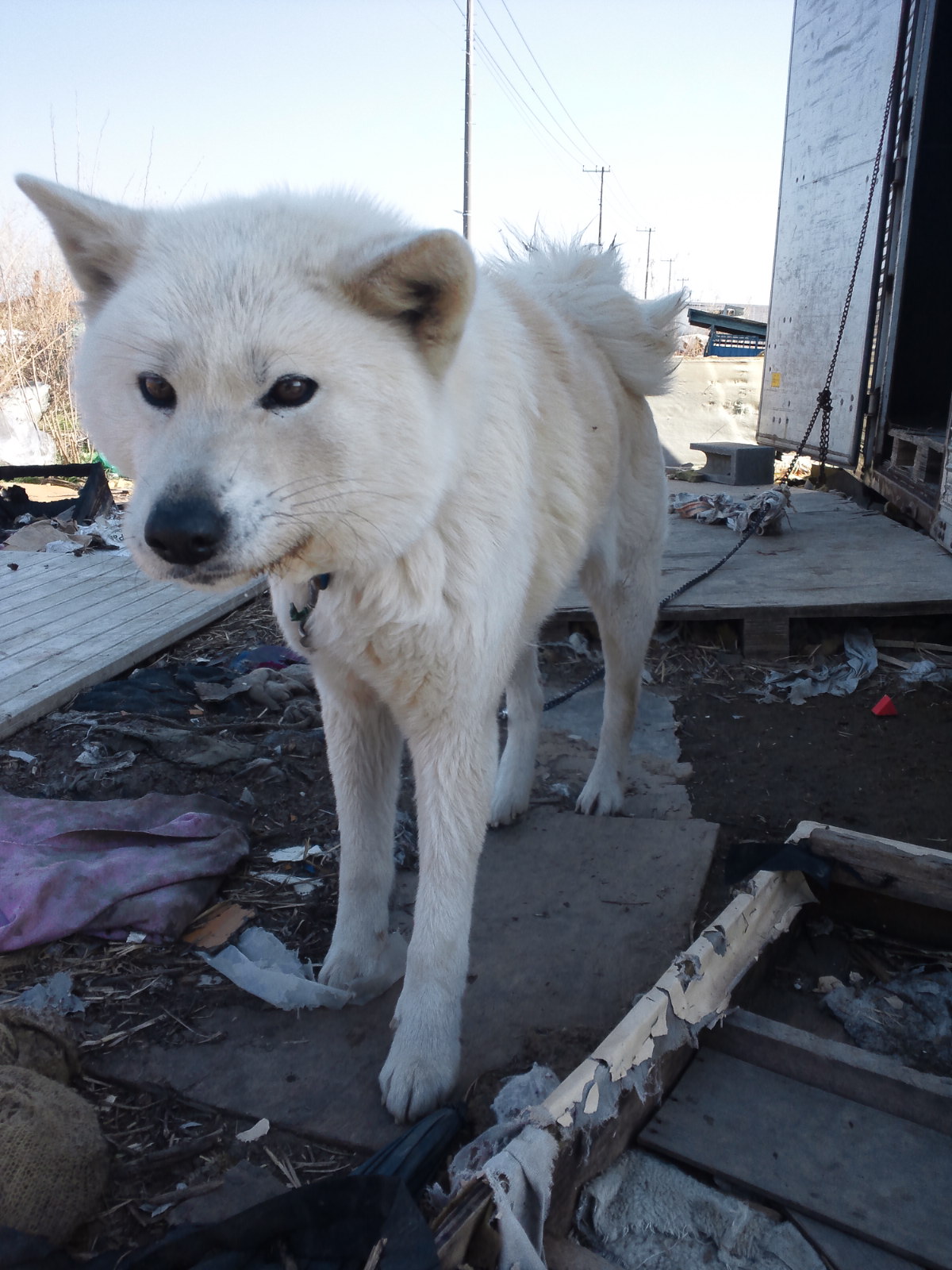 多頭現場で暮らす犬たち -②_f0242002_2021969.jpg