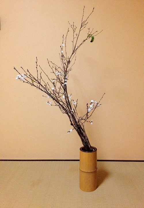 寒桜の生花 華道洛陽未生流 京都 生け花
