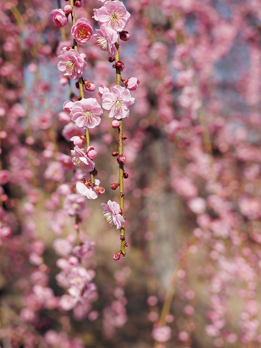 梅見ツーリング2014　第4弾－愛知県植木センター－_e0075403_1855055.jpg