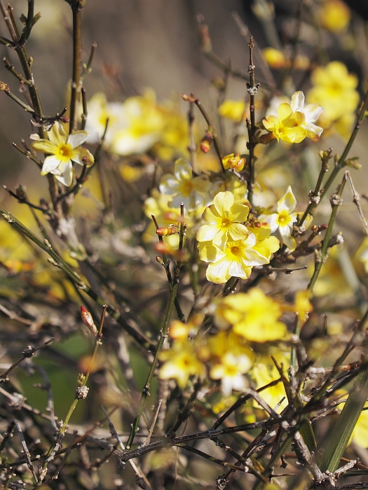 梅見ツーリング2014　第4弾－愛知県植木センター－_e0075403_18552312.jpg