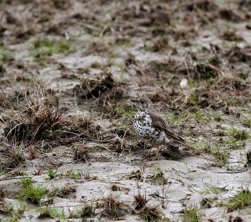 超珍鳥 のヤドリギツグミを その１ 一期一会の野鳥たち