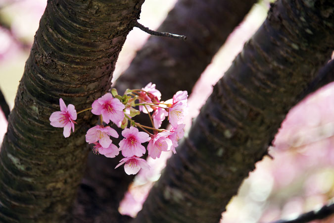 伊豆半島　河津町の河津桜1_a0263109_13565675.jpg