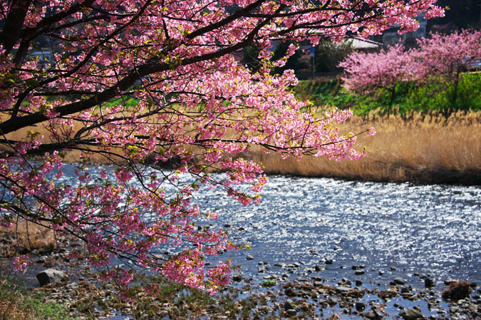 伊豆半島　河津町の河津桜1_a0263109_1356880.jpg