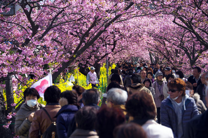 伊豆半島　河津町の河津桜1_a0263109_13571898.jpg