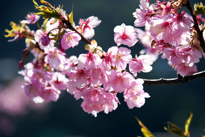 伊豆半島　河津町の河津桜1_a0263109_13574331.jpg