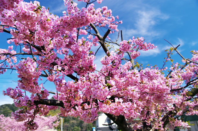 伊豆半島　河津町の河津桜1_a0263109_13581442.jpg