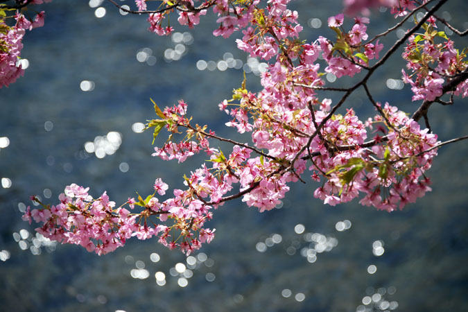 伊豆半島　河津町の河津桜1_a0263109_1401996.jpg