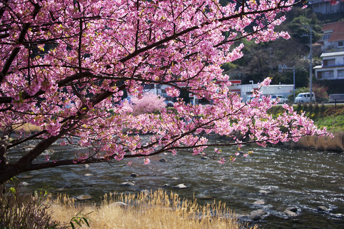 伊豆半島　河津町の河津桜1_a0263109_1402956.jpg