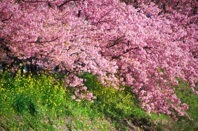 伊豆半島　河津町の河津桜1_a0263109_1404087.jpg