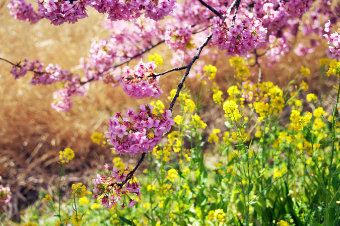 伊豆半島　河津町の河津桜1_a0263109_141030.jpg