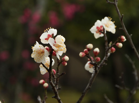 渉成園2 梅花_e0048413_21235363.jpg