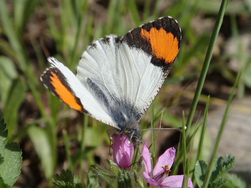 d0090322_175024.jpg