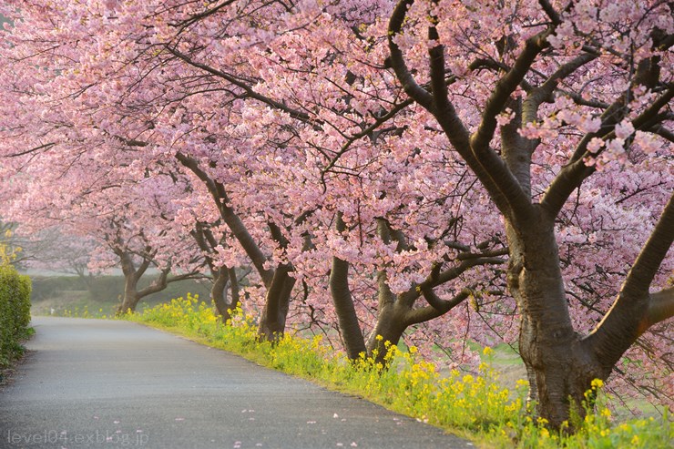 伊豆 第16回みなみの桜と菜の花まつり ～河津桜～ 1_d0319222_995181.jpg