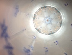 e0305824_17273055.jpg