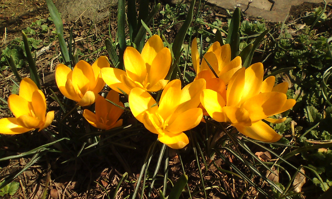 スノードロップの芯の強さ_c0155326_055171.jpg