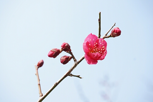 岡本公園で梅を見物_f0037227_2336986.jpg