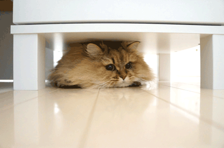 e0157129_20231196.gif