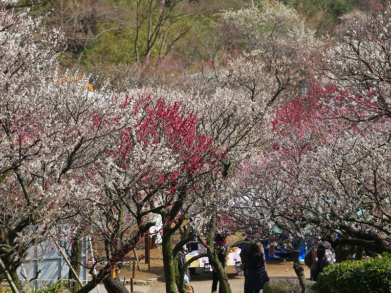 熱海梅園（１）_f0229832_9321492.jpg